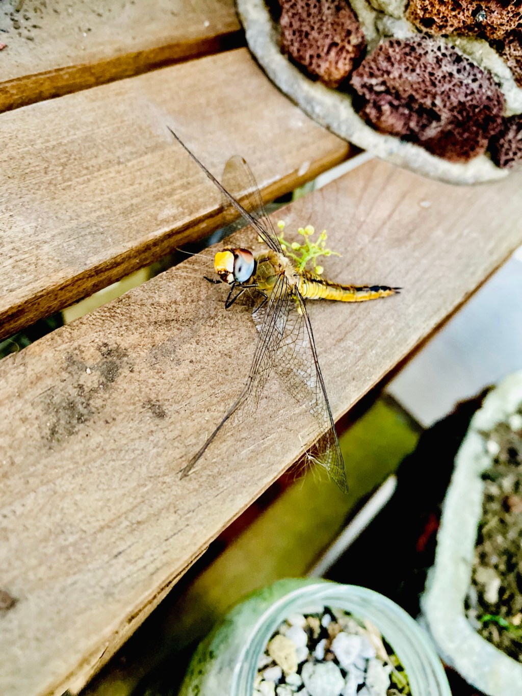 La libélula del más&nbsp;allá